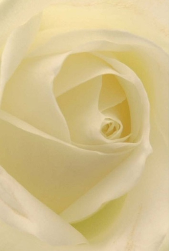 A close-up view of this classic white rose bouquet, arranged by an Isle of Dogs florist, unveils layers of texture and nuance that conjure tranquility and understated elegance. Creamy white petals spiral from a nearly perfect centre, softly illuminated as if by the subtle daylight filtering through Docklands' quiet courtyards. The composition resonates with local charm, blending creamy hues and gentle shadows to create the impression of flowers glowing from within-the result of compassionate craftsmanship and patient selection. Whether chosen for a heartfelt apology, a joyous occasion, or as a centrepiece for a Canary Wharf event, this blend of purity and quiet strength is undeniable. The fragrance, clean and reassuring, echoes the fresh breezes over Millwall Park, inviting moments of contemplation and emotional connection. In every detail, from the harmonious arrangement to the refined shading, the bouquet reflects both natural wonder and the refined taste of floral design found on the Isle of Dogs.